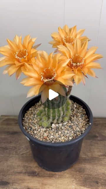 Kayla Munson | A spectacular show from our Echinopsis collection 🌱 | Instagram Cacti And Succulents, House Plants, Cactus, Home And Garden, Flowers, Plants, Instagram