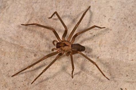 "Be careful of me. I don't want to bite, but if I do, I can pack quite a punch!" Dangerous Spiders, Recluse Spider, Brown Recluse Spider, Types Of Spiders, House Spider, Brown Recluse, Wolf Spider, Spider Costume, Halloween Spider Decorations