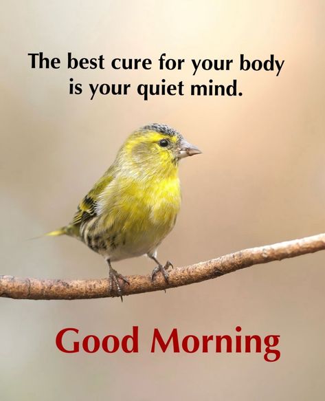 Morning Nature Quotes, Good Morning English, Good Morning Nature Quotes, Good Morning Meaningful Quotes, Birthday Msgs, Gd Mrng, Morning Massage, Good Times Quotes, Morning Wednesday