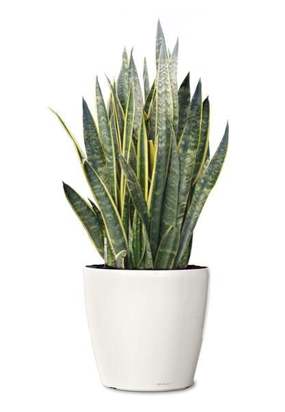 Snake plant (Sansevieria trifasciata 'Laurentii') Also known as mother-in-law’s tongue, this plant is one of the best for filtering out formaldehyde, which is common in cleaning products, toilet paper, tissues and personal care products. Put one in your bathroom — it’ll thrive with low light and steamy humid conditions while helping filter out air pollutants. Bathroom Plants Low Light, Sansevieria Laurentii, Indoor Plants Low Light, Mother In Law Tongue, Sansevieria Trifasciata, Snake Plants, Trendy Plants, Bathroom Plants, Filter Air