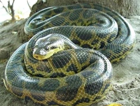 Green Anaconda The largest member of the boa constrictor group. At 30 feet/550 pounds, the green anaconda is the largest snake in girth and weight, but not in length. At 32 feet the reticulated python is the longest snake. Anaconda Verde, World Biggest Snake, Anaconda Snake, Green Anaconda, Snake Photos, Reticulated Python, Boa Constrictor, Largest Snake, Giant Animals