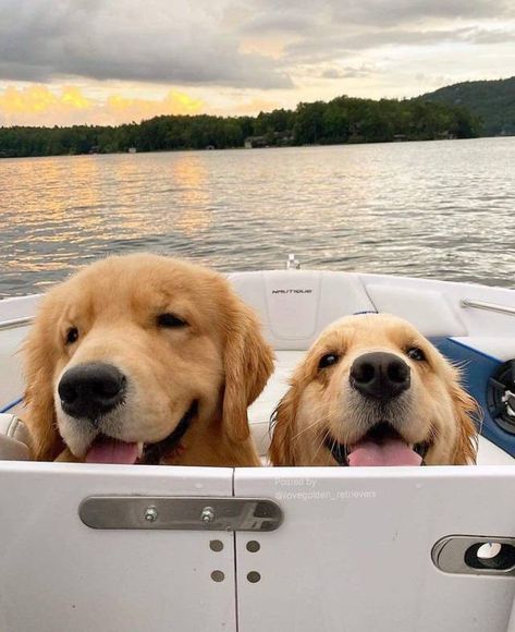 Life in Pictures Golden Retriever Water, Mini Golden Retriever, Life In Pictures, What A Beautiful World, I Like Dogs, Paws And Claws, Water Dog, Golden Dog, Fluffy Animals