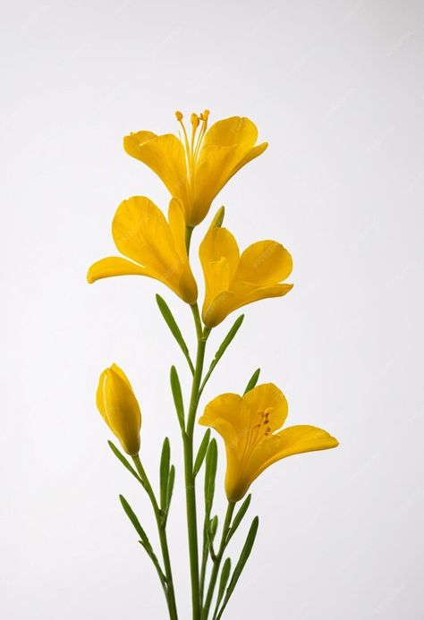 Premium Photo | Freesia flower on white background Pictures Flowers Photography, Aesthetic Photography Flowers, Freesia Flower Painting, Flower Drawing Reference Photo, Simple Flower Reference Photo, Flower Refrences Photos, Botanical Flower Painting, Plants Reference Photos, Botanical Reference Photos