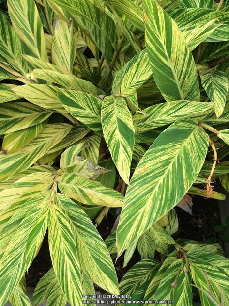 Shell Ginger Landscape, Variegated Ginger Plant, Aglomena Varieties, Shell Ginger Plant, Hawaii Plants, Epiphyllum Anguliger, Shell Ginger, Plants Landscape, Homalomena Rubescens Variegated