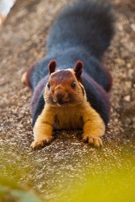 Beautiful Malabar Giant Squirrels From India. - Imgur Indian Squirrel, Squirrel Character, Indian Giant Squirrel, Images Of Squirrels, Tree Rat, Squirrel House, Giant Squirrel, Squirrel Tattoo, Squirrel Pictures