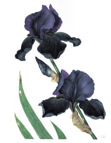 Black Iris by Christine Stepenson Plants Tattoo, Iris Tattoo, Iris Art, Iris Painting, Plant Tattoo, Black Iris, Flower Artwork, Watercolor Flowers Paintings, Botanical Painting