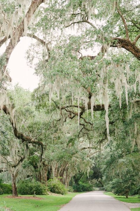 Magnolia House, Joy Photography, Spanish Moss, Romantic Garden, Charleston South Carolina, Low Country, Charleston Sc, Butter Cookies, Horticulture