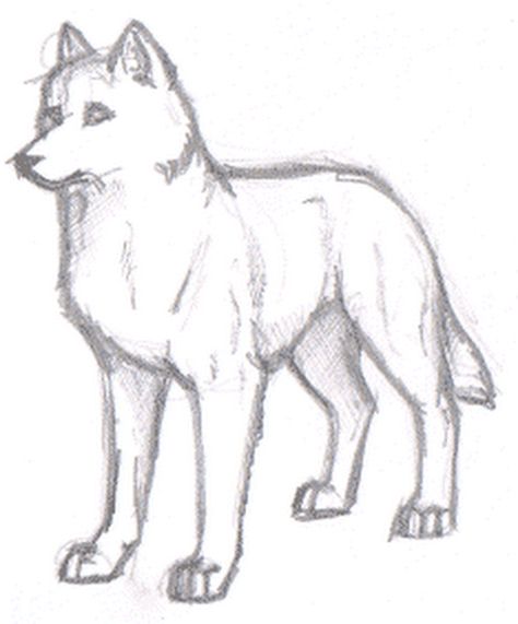 wolf4.gif (530×639) Wolf Drawing Easy, Wolf Sketch, Pencil Drawing Tutorials, Animal Drawings Sketches, Dog Sketch, Wolf Drawing, A Wolf, Art Instructions, Animal Sketches