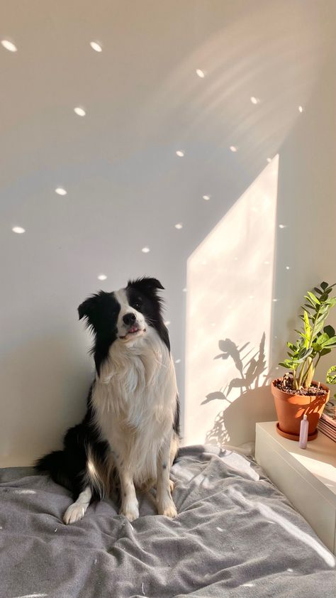 Border Collie And Cat, Border Collie Puppy Aesthetic, Border Collies Aesthetic, Mini Border Collie, Aesthetic Border Collie, Border Collie Photography, Border Collie Wallpaper, Border Collie Aesthetic, Rough Collie Puppy