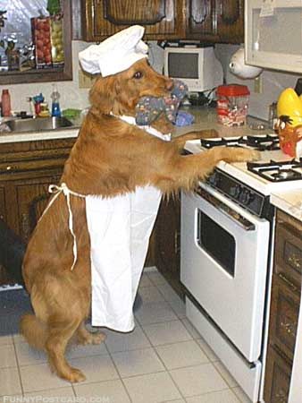 The kitchen help... Writing Prompt Pictures, Prompt Pictures, Photo Writing Prompts, Picture Writing, Picture Writing Prompts, Picture Prompts, Funny Dog Pictures, Writing Prompt, Dog Treat Recipes