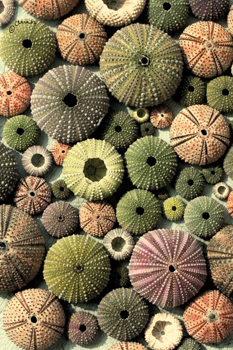 Spicer + Bank: by Allison Egan: Awesome Things Sea Urchin Shell, Sea Urchins, She Sells Seashells, Natural Forms, Sealife, Patterns In Nature, Ocean Life, Color Textures, Anemone