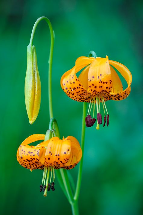 Imaginary Flowers, Wild Lilies, Perennial Bulbs, Drawing Things, Lily Bulbs, Italian Majolica, Tiger Lily, Botanical Flowers, Earth Day