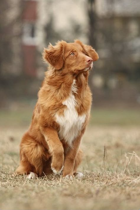 Nova Scotia Duck Tolling Retriever. The “toller” is a medium-sized sporting dog—intelligent, eager to please, and high-energy. The name derives from their ability to lure waterfowl within gunshot range. Toller Dog, Wallpaper Dog, Tattoo Dog, Nova Scotia Duck Tolling Retriever, Dog Aesthetic, Drawing Dog, Super Cute Puppies, Dog Line