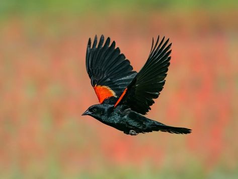 Red-winged Blackbird Migration: A Complete Guide | Birdfact Blackbird Flying, Red Winged Blackbird, Red Wing Blackbird, Seed Dispersal, Aerial Acrobatics, Flying Flowers, Flower Stock, Natural Ecosystem, Winter Destinations