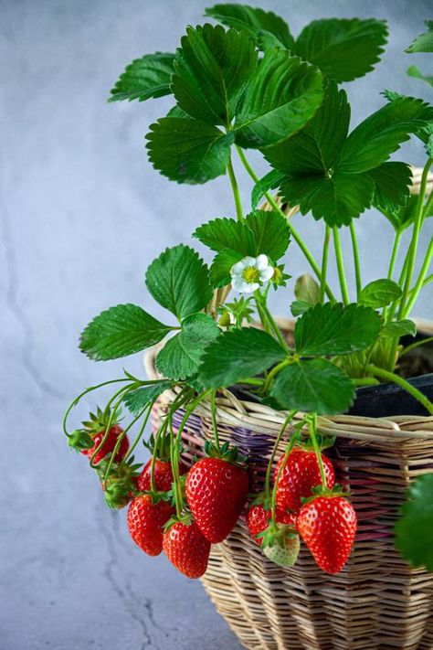 Strawberries In Pots, Strawberries Growing, Strawberry Companion Plants, Grow Strawberries, Plant Reference, Strawberry Pots, Easy Plants To Grow, Berry Berry, Strawberry Garden