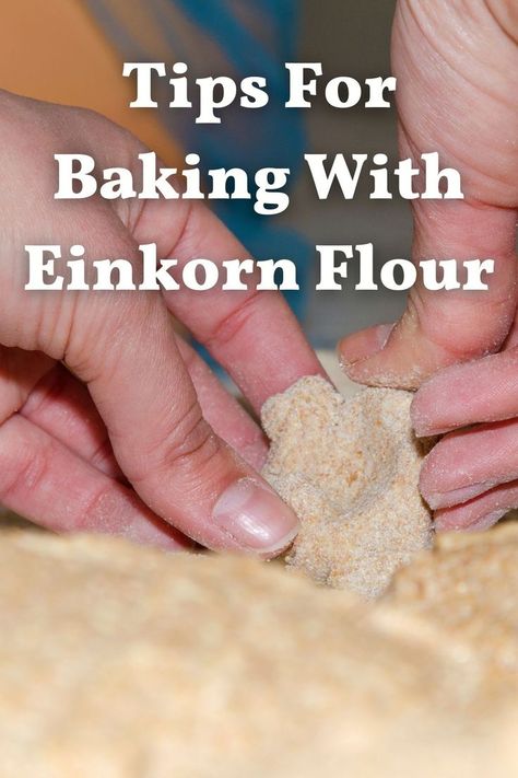 Einkorn Flour Dinner Rolls, How To Substitute Einkorn Flour, Whole Wheat Einkorn Bread Recipe, Vegan Einkorn Recipes, Jovial Einkorn Recipes, Einkorn Whole Wheat Recipes, Einkorn Recipes Breads, Jovial Einkorn Bread Recipes, Einkorn Recipes Healthy