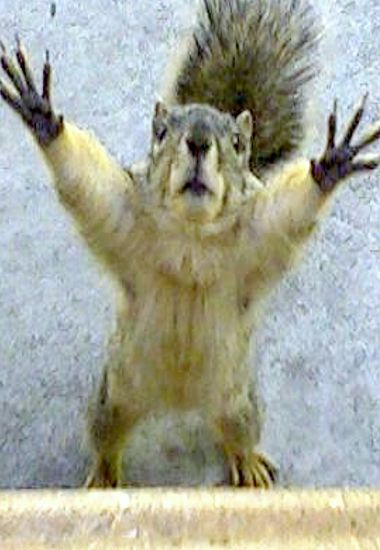 I need hugs... Squirrel Memes, Funny Squirrel Pictures, Squirrel Pictures, Woodland Walk, Nut House, Squirrel Funny, Cute Squirrel, A Squirrel, Animal Pics