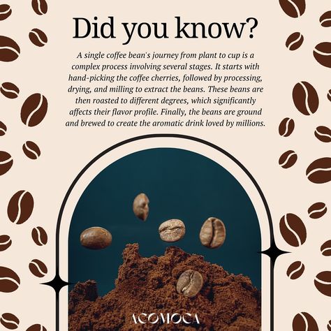 Did you know this fun fact? Stay tuned for more. #acomoca #acomocacoffee #coffee #coffeeholic #coffeebeans #coffeefact #funfact #didyouknow #knowledge Kaldi Coffee, Coffee Facts, Educational Content, Flavor Profiles, Fun Fact, Coffee Beans, Stay Tuned, Did You Know, Fun Facts