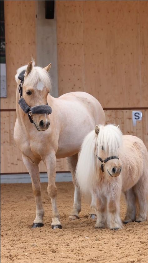 Ilene Woods, Horse Barn Designs, Rasy Koni, Palomino Horse, Mini Pony, Cute Ponies, Shetland Pony, Pony Club, Most Beautiful Horses