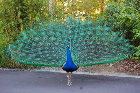 The male peacock is most well known for it's enormous tail feathers that fan out behind the peacock and can be nearly two meters in length. Description from lovelyanimalz.blogspot.com. I searched for this on bing.com/images Male Peacock, Peacock Images, Peacock Wallpaper, Peacock Pictures, Exotic Bird, The Peacock, Bird Wallpaper, Exotic Birds, Pretty Birds