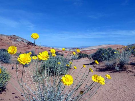 Desert Wildflowers Reports for Nevada and Utah - DesertUSA Gardening In The Desert, Desert Wildflowers, Nevada Desert, Desert Flowers, Mojave Desert, Wildflower Garden, Desert Plants, Moon Flower, Desert Landscaping