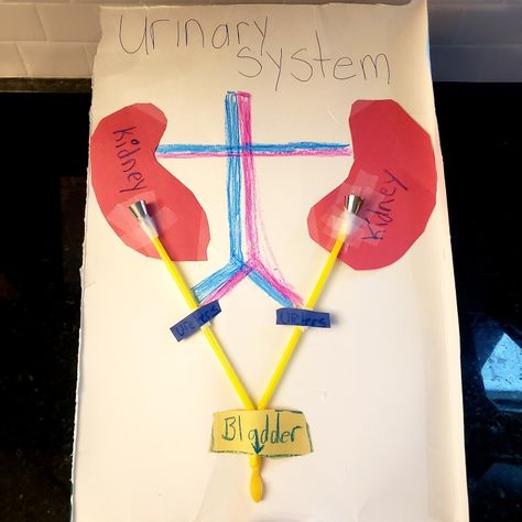 Kidney Science Project, Urinary System Project Model, Kidney Project Ideas, Preschool Digestive System Activities, Respiratory System Projects, Digestive System Lesson, Scientific Revolution, Elementary Science Activities, Human Body Anatomy