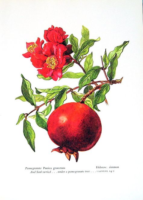 Pomegranate Drawing, Pomegranate Tattoo, Pomegranate Art, 강아지 그림, Botanical Tattoo, Fruit Illustration, Fruit Painting, Botanical Drawings, Fruit Art