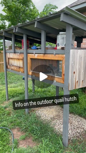 Eric & Melissa | Raising Coturnix Quail | Farmsteader Rookies on Instagram: "Our home….  My quail live in this outdoor quail hutch. I built this hutch over a year ago and it has heals up great. I figured I would share some pros and cons (things I will change on the next one) here  PROS:  - size: it is 8ftx3ft and the floor is 5 ft off the ground.   - floor: I like the wire mesh floor because there dropping can just fall through keeping their enclosure clean.   - water and feed: I like the water and feed set up on this hutch. The gravity fed water keeps there water clean and the feeders keep them with food 24/7   - structure: I like that I used cedar boards around the sides because they are natural insect repellent. Also the gaps between the boards allows for airflow   CONS:  - flooring: th Large Quail Coop, Quail Coop Ideas Diy Outdoor, Quail Hutch Diy, Quail Enclosure Ideas, Natural Quail Habitat, Quail Pen Ideas, Quail Coop Ideas, Quail Cage Plans, Quail Coop Ideas Diy