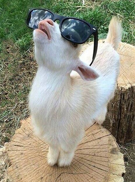 Baby Farm Animals, Cute Goats, Funny Animal Photos, Pets 3, Baby Goats, Pretty Animals, Cute Animals Images, Cute Wild Animals, Cute Animal Photos