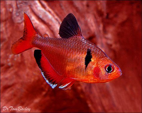 Serpae Tetra, Featured item. #serpae #tetra #fish #petfish #aquarium #aquariums #freshwater #freshwaterfish #featureditem Serpae Tetra, 55 Gallon Fish Tank, Tetra Fish, Ikan Air Tawar, Saltwater Aquarium Fish, Tropical Fish Tanks, Tropical Fish Aquarium, Tropical Freshwater Fish, Fresh Water Fish Tank