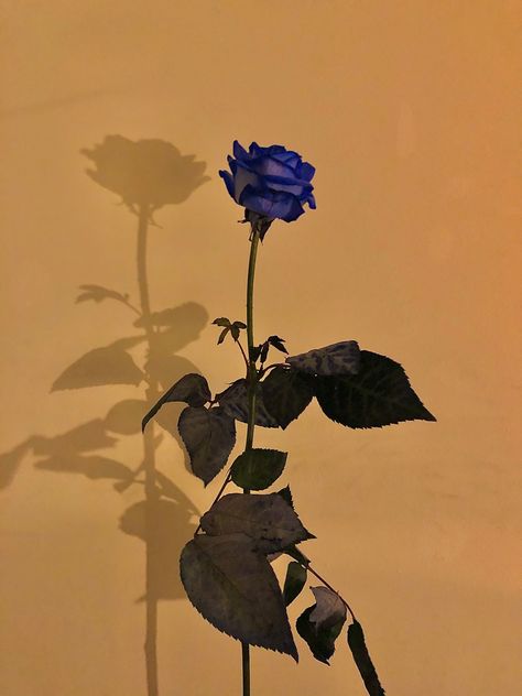 dis too mfin beautiful Blue Rose Aesthetic, Rose Aesthetic, Blue Rose, Blue