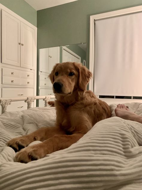 Golden Retriever Astethic, Two Golden Retrievers Aesthetic, Golden Retriever Energy Aesthetic, Golden Retriever Green Aesthetic, Golden Retriever Aesthetic Beach, Really Cute Dogs, Cute Animals Images, Baby Puppies, Silly Animals