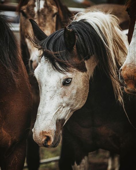 Mustang Photography, All Horse Breeds, Photography Horse, Western Photo, Horse Mane, Paint Horse, Boot Barn, Horse Aesthetic, Western Aesthetic