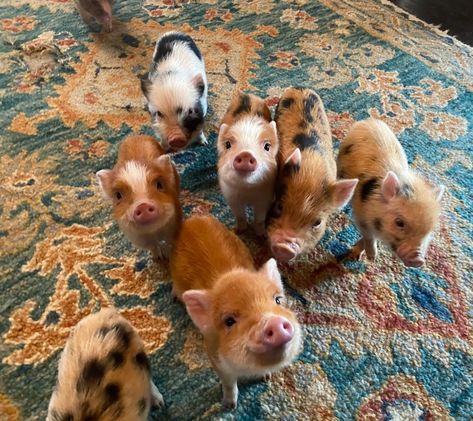 Potbelly Pigs, Baby Piglets, Miniature Pigs, Micro Pigs, Teacup Pigs, Pet Parent Gifts, Cute Piglets, Baby Farm Animals