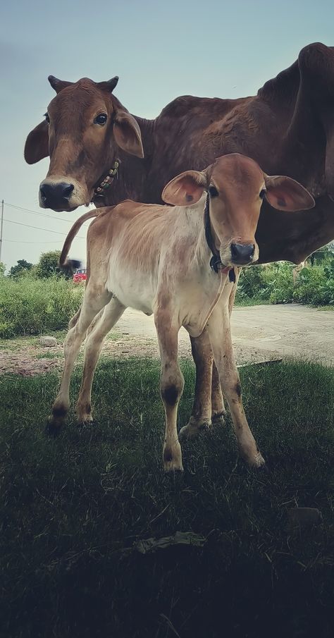 Cow Calf Indian, Indian Cow Photo, Cow With Calf, Train Wallpaper, Indian Videos, Cow Photos, Dhoni Wallpapers, Farm Lifestyle