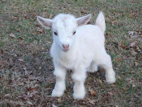 Baby white Pygmy Goat. White Goat, Baby Goat, The Words, A Small, White