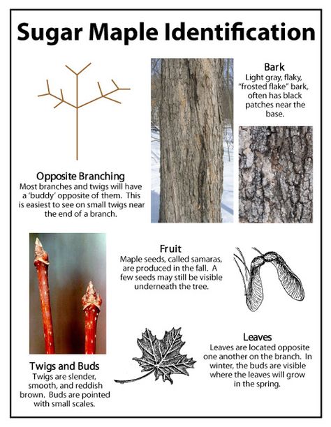 Identification of Maple tree for tapping Benefits Of Maple Syrup, When To Tap Maple Trees, Maple Syrup Unit Study, How To Tap Maple Trees, Making Maple Syrup, Maple Syrup Tree, Maple Syrup Taps, Tree Tapping, Maple Tapping