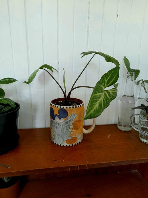 Thrifted Plant Pots, Thrifted Planters, Thrifted Mugs, Mug Planters, Arrowhead Plant, Thrift Flips, Thrift Inspo, Upcycle Garden, Plant Vase