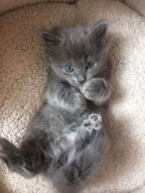 Pretty Cats Fluffy, Grey Cats With Blue Eyes, Grey Kitten Blue Eyes, Grey Ragdoll Kitten, Grey Cats Fluffy, Cute Ragdoll Kittens, Black Ragdoll Kitten, Russian Blue Kitten Aesthetic, Blue Russian Kittens