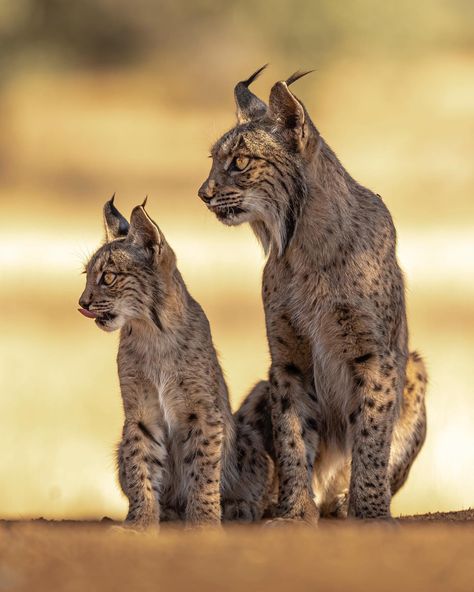 Wild Cat Species, Iberian Lynx, Lynx Lynx, Caracal Cat, Small Wild Cats, Cutee Animals, Cat Species, Exotic Cats, Animal References