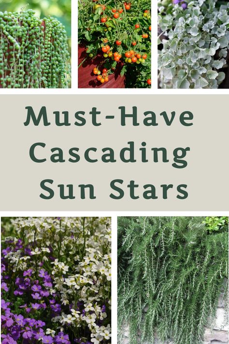 Incorporating cascading plants into your garden enhances its visual appeal. These plants grow in a vine-like manner, gracefully trailing down vertically to create a stunning waterfall effect. Certain varieties also spread out horizontally, making them perfect for retaining walls or slopes in your outdoor space. Embrace the beauty and versatility of cascading plants to elevate the ambiance of your garden effortlessly! Cascading Outdoor Plants, Cascading Plants Retaining Walls, Cascading Plants Outdoor, Trailing Plants Outdoor, Lake Plants, Plants For Full Sun, Cascading Plants, Plant Garden Ideas, Purple Flowering Plants