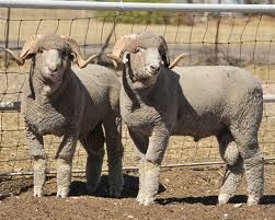 Rambouillet Sheep, Livestock Show, Wool Sheep, Baa Baa Black Sheep, Shetland Sheep, Sheep Breeds, Counting Sheep, Cattle Farming, Sheep Farm