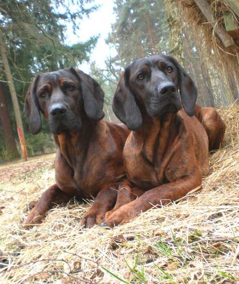 Bavarian Mountain Hound's Bavarian Mountain Hound, Hunting Dogs Breeds, Dog Breeds List, Dogs Stuff, Bluetick Coonhound, Dogs Breeds, Dog List, Dog Puppies, True Gentleman