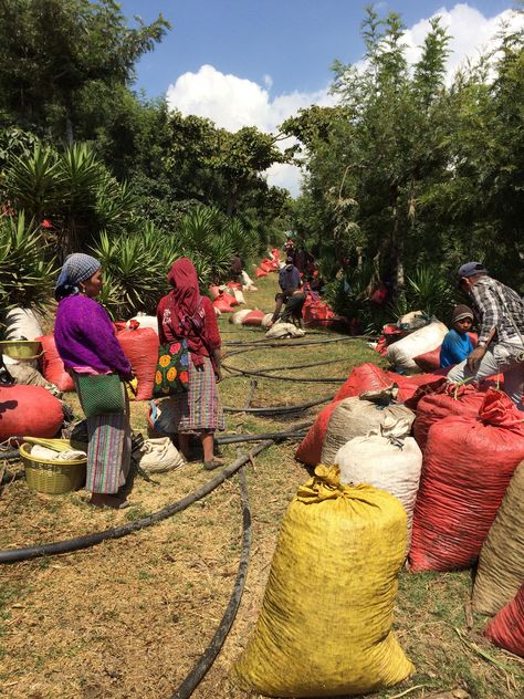 Guatemala Coffee, Coffee Market, Pacaya, Erupting Volcano, Cold Lake, Coffee Label, Coffee Board, Coffee Today, Coffee Industry