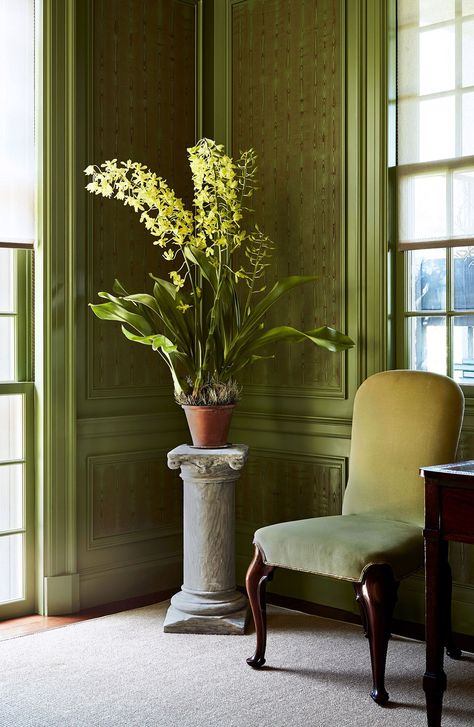 Let our founder's favorite greenery inspire your own houseplant collection. #marthastewart #decorideas #diydecor Beautiful Houseplants, Home Decor Ideas Bedroom, Martha Stewart Home, Decor Ideas Bedroom, Grow Gorgeous, Trending Paint Colors, Chinese Money Plant, Farmhouse Remodel, Hanging Succulents