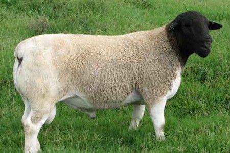 Dorper Sheep, Chicken For Dogs, Sheep And Lamb, African People, Black Sheep, Goats, Sheep, Animal Lover, Animals