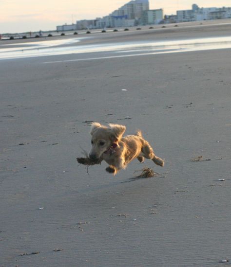 Long Haired Miniature Dachshund, Dachshund Breed, English Cream, Dachshund Funny, Clever Dog, Miniature Dachshunds, Dapple Dachshund, Long Haired Dachshund, Popular Dog Breeds