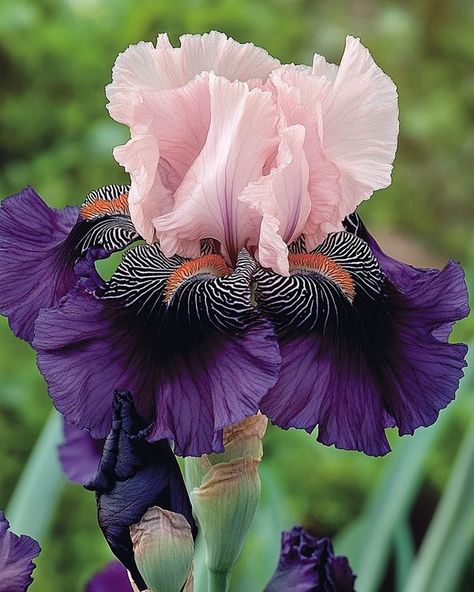 Classic Garden, Splash Of Color, Bearded Iris, Garden Flower, Color Splash, Flower Garden, Borders, Flowers, Floral