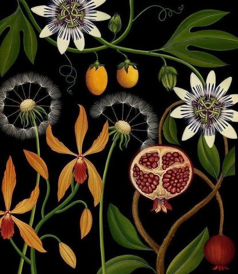 Katie Scott, Midnight Garden, Illustration Botanique, Flower Art Images, Scientific Illustration, Botanical Drawings, Plant Illustration, Boho Art, Botanical Illustration