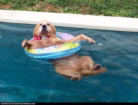 18 Dogs Thinking About Summer and Chilling in the Pool Golden Retriever Funny, In The Pool, Golden Retrievers, Funny Animal Pictures, 귀여운 동물, Funny Animal Videos, Animal Gifs, The Pool, I Love Dogs